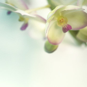 Fototapeta Sweet color orchid in soft color and blur style on mulberry paper texture  