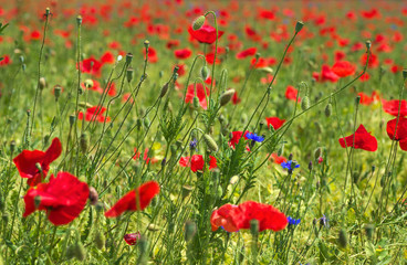 Fototapeta na wymiar Wild summer meadow full with red blossom poppies and flowers, horizontal 