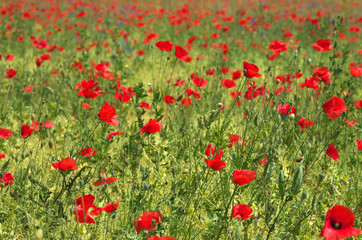 Wild summer meadow full with red blossom poppies and flowers, horizontal 