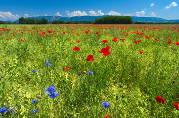 Wild summer meadow full with red blossom poppies and flowers, horizontal 