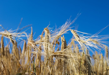 Summer field with wheat 
