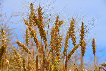 Field of ripe mature wheat ears under blue sky