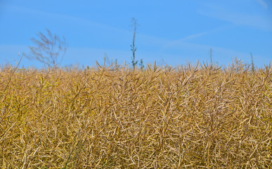 Fototapeta premium Field of ripe mature colza rape plant under blue sky