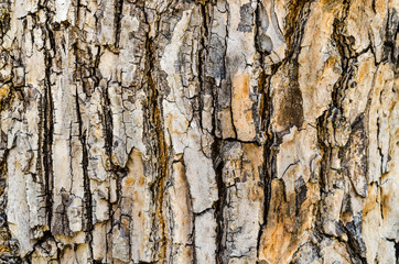 bark tree texture background