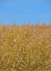 Field of ripe mature colza rape plant under blue sky