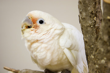 Goffin Cockatoo Young Parrot