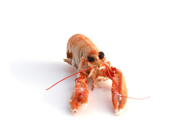 Langouste