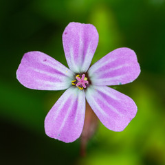 Herb Robert