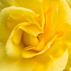 Buttery Yellow Rose