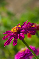 Яркий цветок.