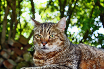 Obraz premium Cat gaze