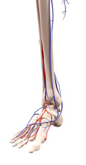 medical accurate illustration of the foot blood vessels