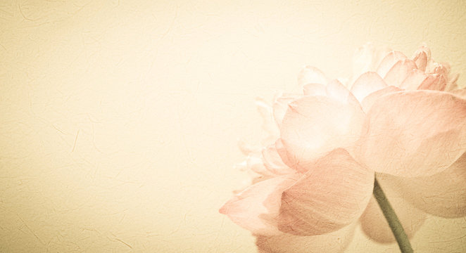 Fototapeta sweet color flower petals in soft color and blur style on mulberry paper texture  