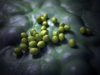 medical bacteria illustration of the enterococcus