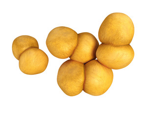 medical bacteria illustration of the Neisseria gonorrhoeae