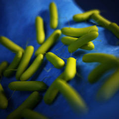 medical bacteria illustration of the Pseudomonas aeruginosa