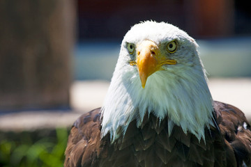 North American Bald Eagle