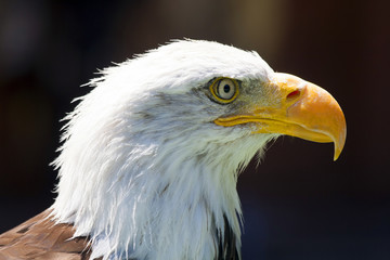 North American Bald Eagle