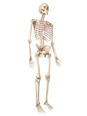 medical accurate illustration of the human skeleton