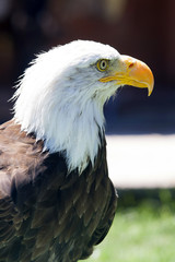 North American Bald Eagle