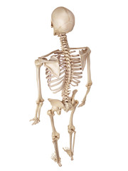 medical accurate illustration of the human skeleton
