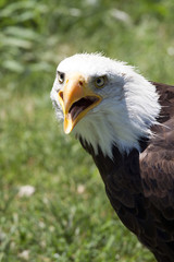 North American Bald Eagle