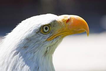 North American Bald Eagle