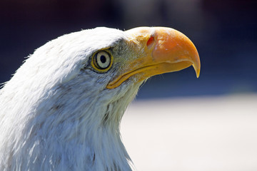 North American Bald Eagle