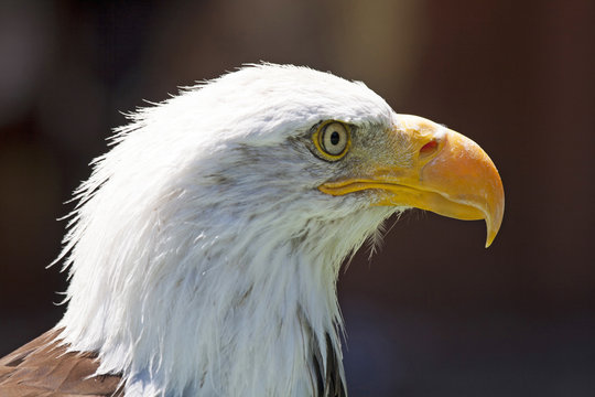 North American Bald Eagle