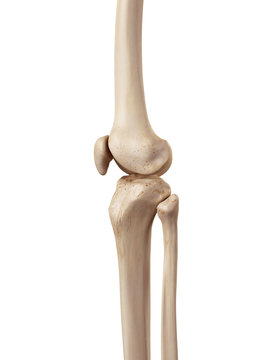 medical accurate illustration of the knee