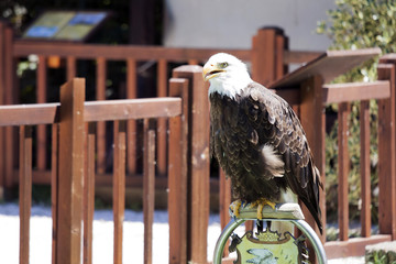 North American Bald Eagle