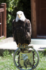 North American Bald Eagle