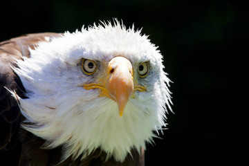 North American Bald Eagle