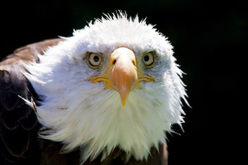 North American Bald Eagle