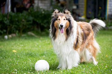 Rough collie dog on lawn