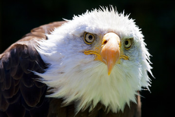 Obraz premium North American Bald Eagle