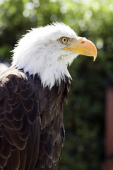 North American Bald Eagle