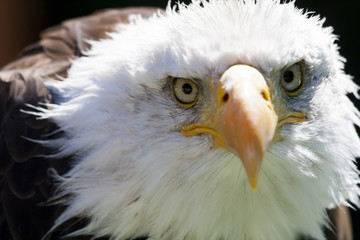 North American Bald Eagle