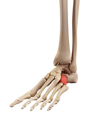 medical accurate illustration of the cuboid bone