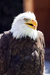 Foto op Plexiglas North American Bald Eagle © Camera Nation