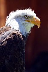 North American Bald Eagle