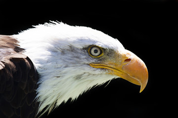 North American Bald Eagle