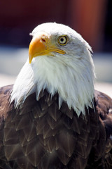 Fototapeta premium North American Bald Eagle