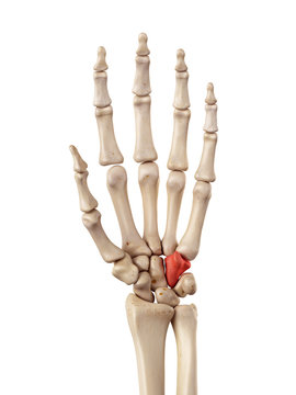 medical accurate illustration of the hamate bone