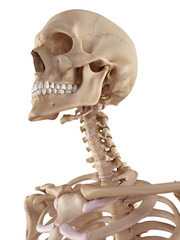 medical accurate illustration of the skull and neck