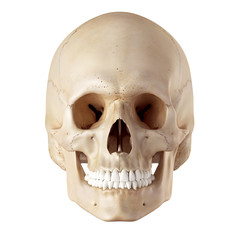 medical accurate illustration of the human skull