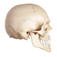 medical accurate illustration of the human skull