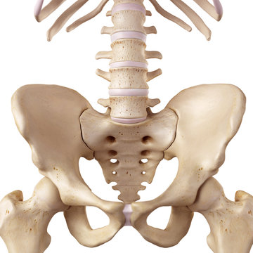 medical accurate illustration of the hip bone