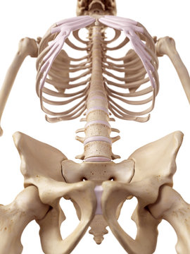medical accurate illustration of the spine