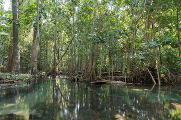 Fototapeta na wymiar Mangrove trees in a peat swamp forest. Tha Pom canal area, Krabi